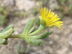 Malephora lutea