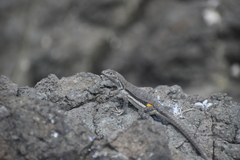 Microlophus peruvianus