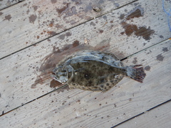 Paralichthys lethostigma