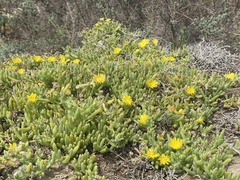 Malephora lutea
