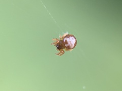 Gasteracantha cancriformis