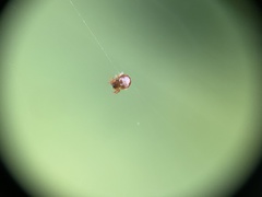 Gasteracantha cancriformis