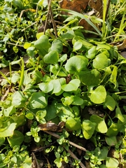 Claytonia perfoliata