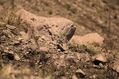 Monticola solitarius