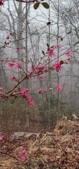 Loropetalum chinense