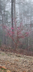 Loropetalum chinense