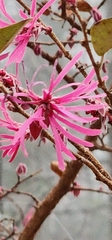 Loropetalum chinense