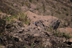 Monticola solitarius