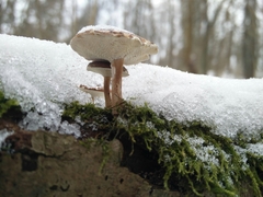 Lentinus brumalis