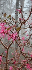 Loropetalum chinense