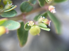 Euphorbia blodgettii