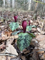 Trillium maculatum