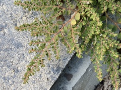 Euphorbia blodgettii