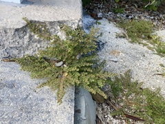 Euphorbia blodgettii