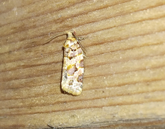 Argyrotaenia tabulana