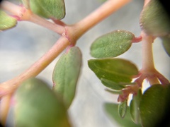 Euphorbia blodgettii
