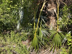 Coccothrinax argentata