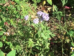 Conoclinium coelestinum