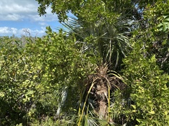 Coccothrinax argentata