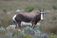 Damaliscus pygargus pygargus