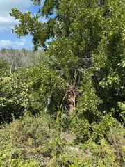 Coccothrinax argentata