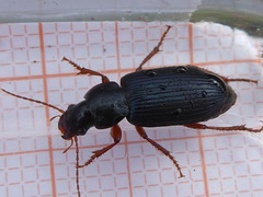 Ophonus ardosiacus