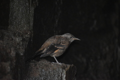 Cinclodes taczanowskii