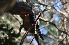 Phoeniculus purpureus