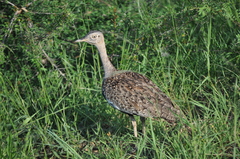 Eupodotis ruficrista