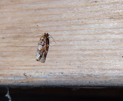 Argyrotaenia tabulana