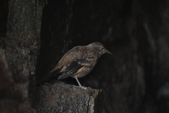 Cinclodes taczanowskii