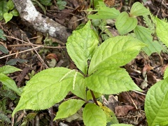 Chloranthus oldhamii