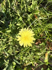 Pyrrhopappus carolinianus