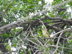 Andropadus importunus