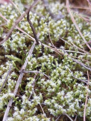 Racomitrium canescens