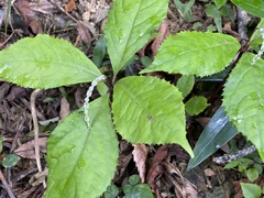 Chloranthus oldhamii