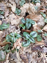 Lamium galeobdolon argentatum