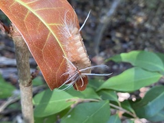 Halysidota cinctipes