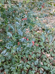 Ilex aquifolium