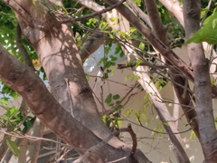 Terpsiphone paradisi