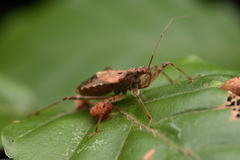 Himacerus apterus