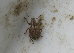 Strophosoma melanogrammum