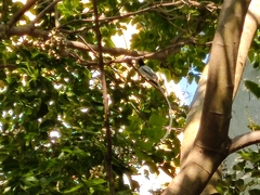 Terpsiphone paradisi