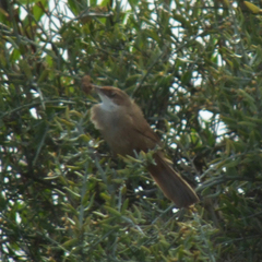Tarphonomus certhioides