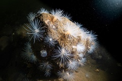Protanthea simplex