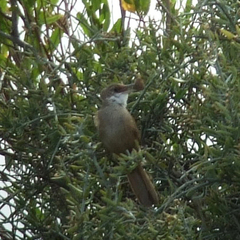 Tarphonomus certhioides