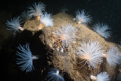 Protanthea simplex