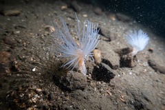 Protanthea simplex