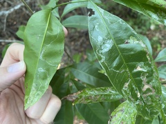 Liriomyza schmidti