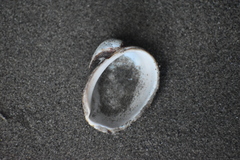 Concholepas concholepas